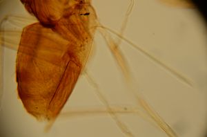 medioacuta Htype 14.jpg