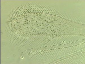 medioacuta Htype 3.jpg