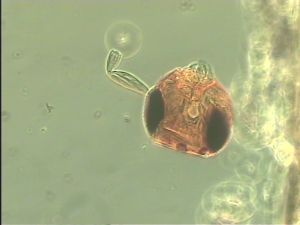 medioacuta Htype 4.jpg