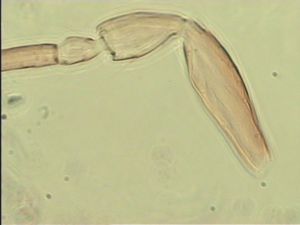 medioacuta Htype 7.jpg