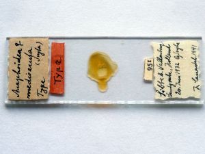 medioacuta Htype s.JPG