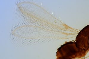 intermedia 'Type' 0-1.jpg