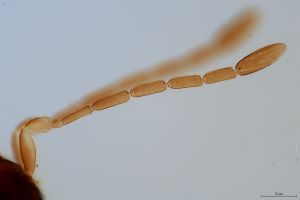 intermedia 'Type' 0-2.jpg