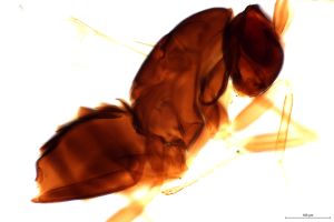 intermedia 'Type' 0-4.jpg