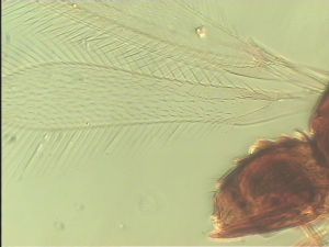 intermedia 'Type' 1.jpg