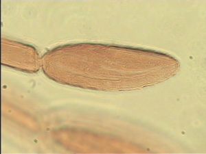 intermedia 'Type' 11.jpg