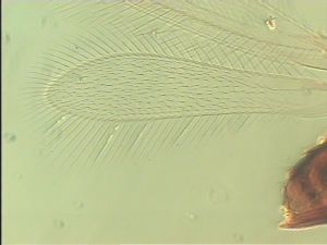 intermedia 'Type' 2.jpg