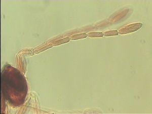 intermedia 'Type' 5.jpg