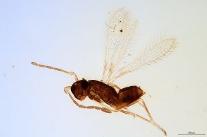 lacensis  Soyka Htype 0.jpg