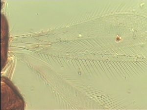 lacensis Htype 1.jpg