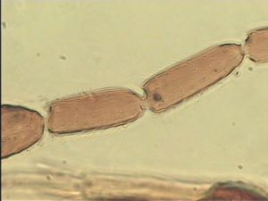 lacensis Htype 11.jpg