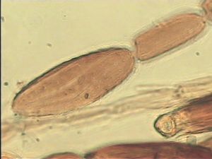 lacensis Htype 12.jpg