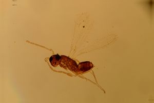 lacensis Htype 13.jpg