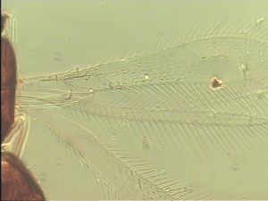 lacensis Htype 2.jpg