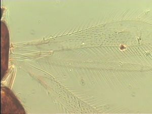 lacensis Htype 3.jpg