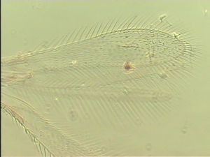 lacensis Htype 4.jpg