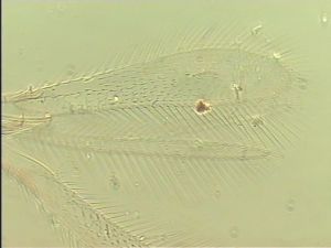 lacensis Htype 5.jpg