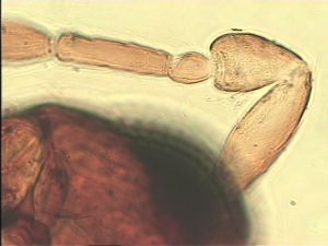 lacensis Htype 8.jpg