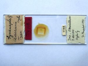 lacensis Htype s.JPG