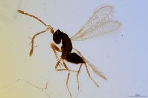 medius  Soyka Htype 0.jpg