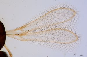 medius Htype 0-1.jpg