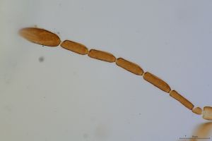 medius Htype 0-2.jpg