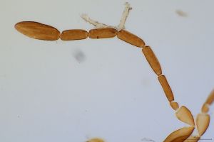 medius Htype 0-3.jpg