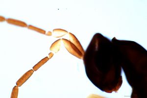 medius Htype 0-4-1.jpg