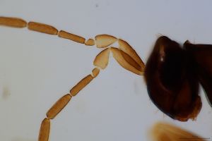 medius Htype 0-4.jpg