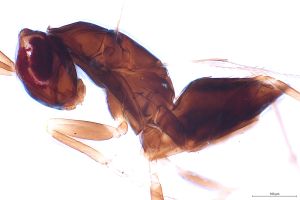 medius Htype 0-5.jpg