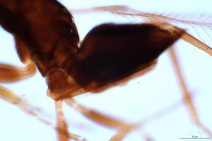 medius Htype 0-6.jpg