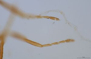 medius Htype 0-7.jpg