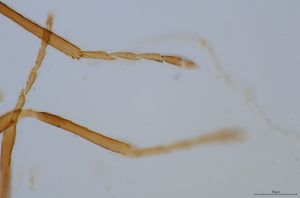 medius Htype 0-8.jpg