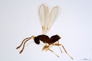 pulchripennis  Soyka Htype 0.jpg