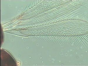 pulchripennis Htype 1.jpg