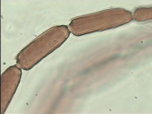 pulchripennis Htype 10.jpg