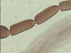 pulchripennis Htype 11.jpg