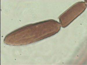 pulchripennis Htype 12.jpg