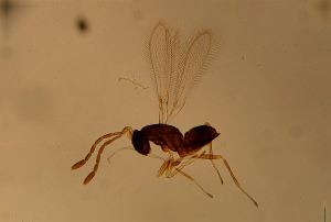 pulchripennis Htype 13.jpg