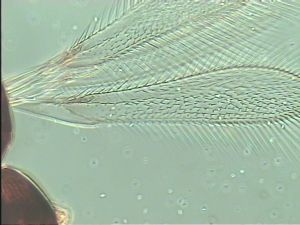 pulchripennis Htype 2.jpg