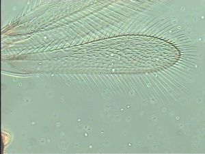 pulchripennis Htype 4.jpg