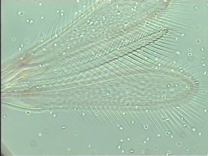 pulchripennis Htype 5.jpg