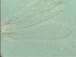 pulchripennis Htype 6.jpg