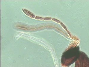 pulchripennis Htype 7.jpg