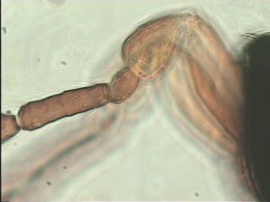 pulchripennis Htype 9.jpg