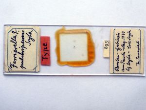 pulchripennis Htype s.JPG