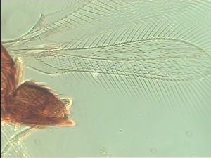 ranalteri 'Type' 1.jpg