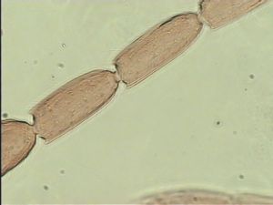 ranalteri 'Type' 10.jpg