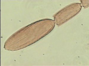 ranalteri 'Type' 12.jpg