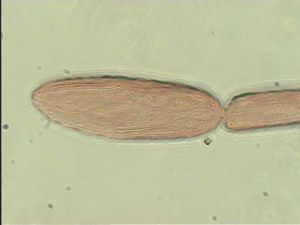 ranalteri 'Type' 13.jpg